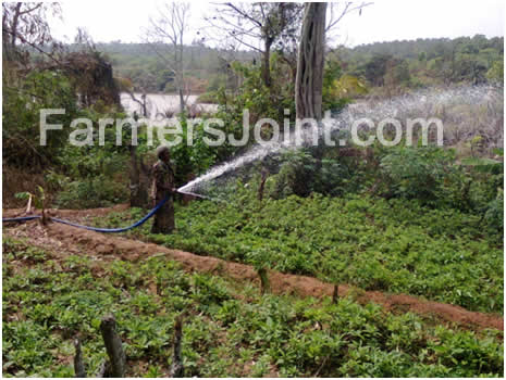 [Image: bitter-leaf-farm-irrigation.jpg]