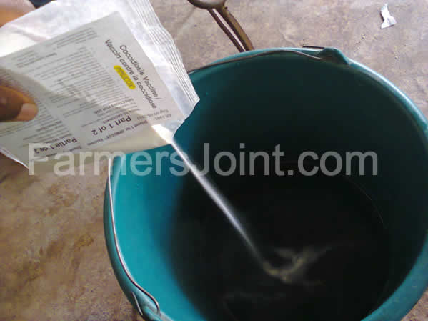 Adding immucox diluent to drinking water