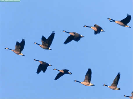 geese in formation