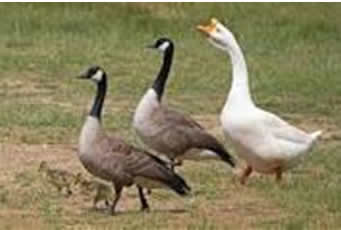 geese