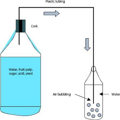 How to Convert Food Waste to Nutritious Feed Via Lactic Acid ...